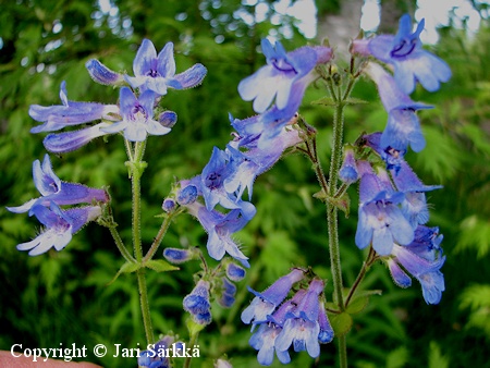 Penstemon ovatus, herttapipo